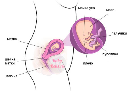 Десятая неделя беременности - описание и симптомы