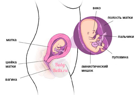 Двенадцатая неделя беременности - описание и симптомы