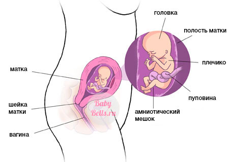 Тринадцатая неделя беременности - описание и симптомы