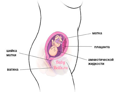Пятнадцатая неделя беременности - описание и симптомы
