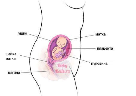 Семнадцатая  неделя беременности - описание и симптомы