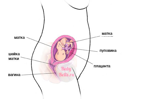 Восемнадцатая  неделя беременности - описание и симптомы