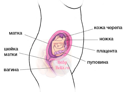 Девятнадцатая  неделя беременности - описание и симптомы