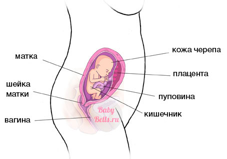 Двадцатая неделя беременности - описание и симптомы