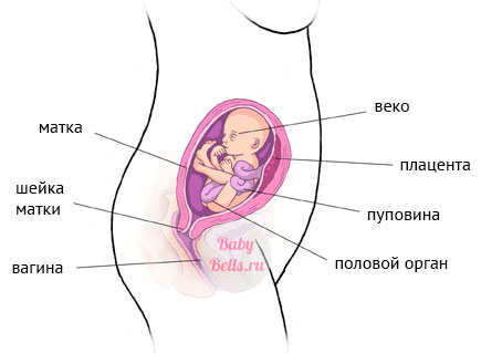 Двадцать первая неделя беременности - описание и симптомы