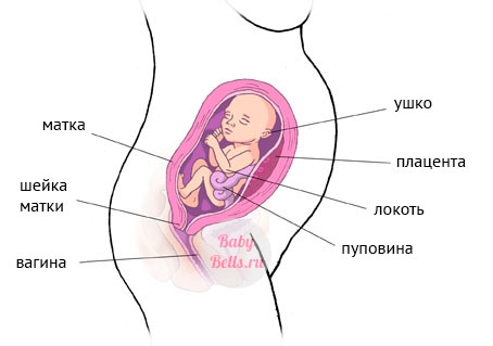 Двадцать третья неделя беременности - описание и симптомы