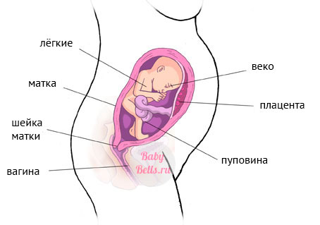 Двадцать четвёртая неделя беременности - описание и симптомы