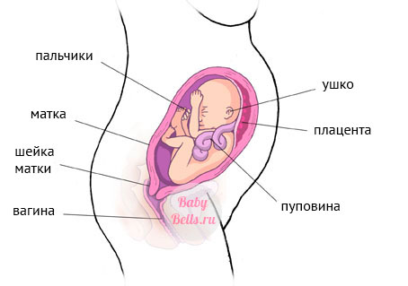 Двадцать шестая неделя беременности - описание и симптомы