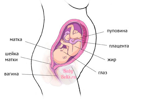 Двадцать восьмая неделя беременности - описание и симптомы