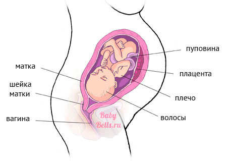 Двадцать девятая неделя беременности - описание и симптомы