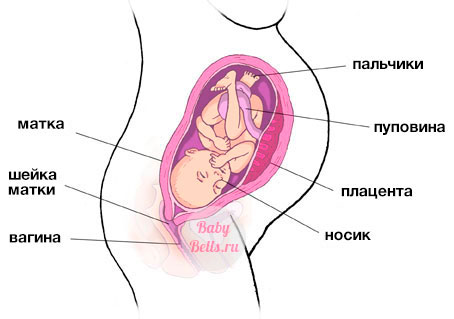 Тридцать вторая неделя беременности - описание и симптомы