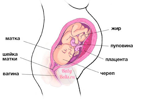 Тридцать четвёртая неделя беременности - описание и симптомы