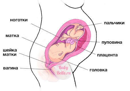 Тридцать шестая неделя беременности - описание и симптомы