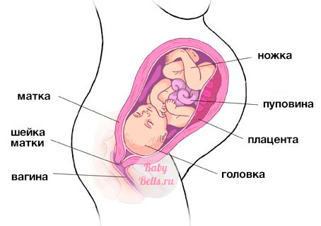 Тридцать седьмая неделя беременности - описание и симптомы