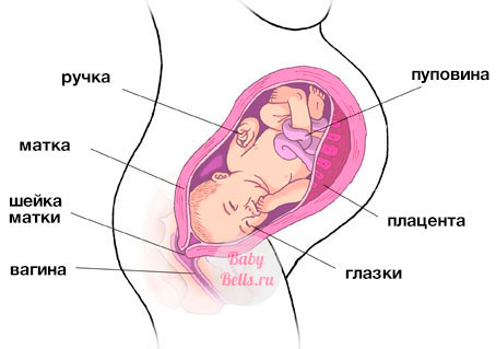 Тридцать восьмая неделя беременности - описание и симптомы