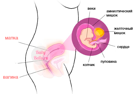 Пятая неделя беременности - описание и симптомы