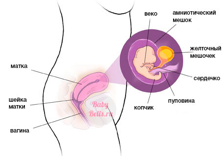 Шестая неделя беременности - описание и симптомы