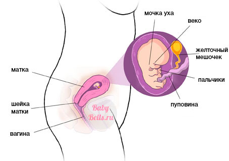 Восьмая неделя беременности - описание и симптомы
