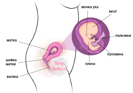 Девятая неделя беременности - описание и симптомы